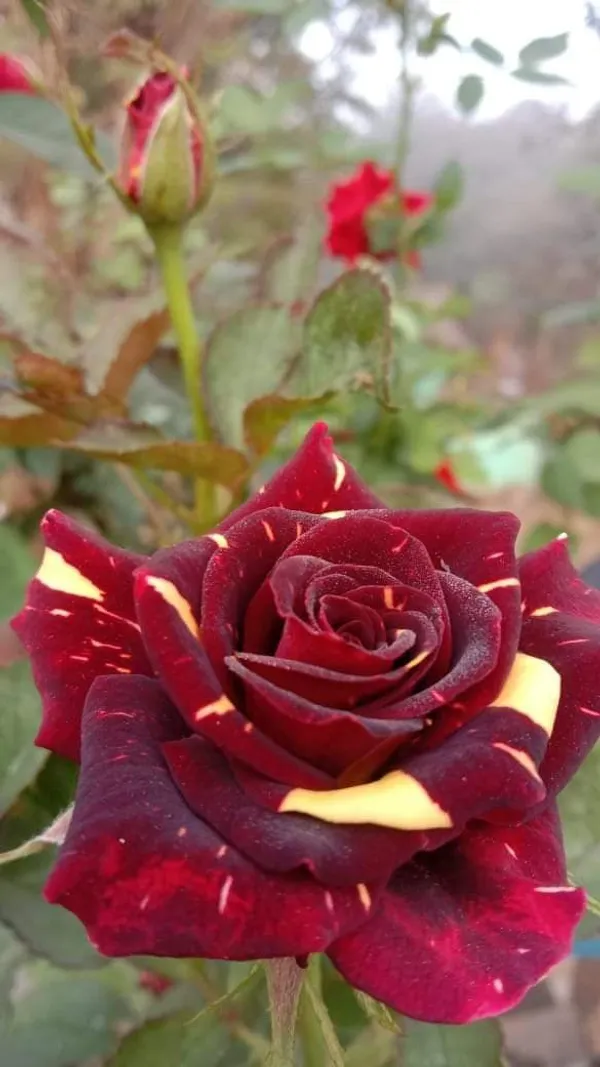 Abracadabra_Bicolor_Rose_(Grafted_Live_Flowering_Plant_For_Sweet_Home_Garden_Hybrid