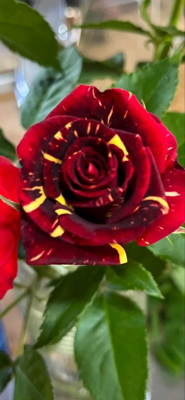 Abracadabra_Bicolor_Rose_(Grafted_Live_Flowering_Plant_For_Sweet_Home_Garden_Hybrid
