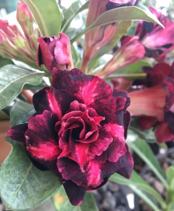 Adenium_Desert_Rose_Plant_Grafted