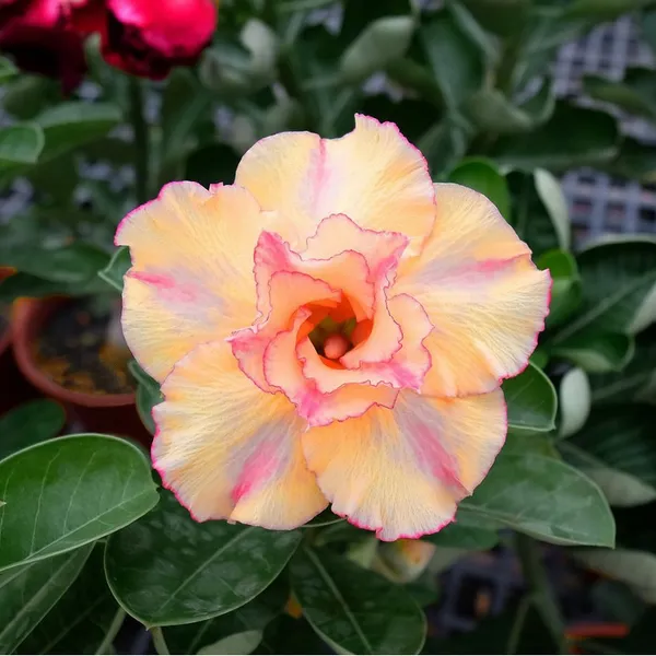 Rosey_Verity_Grafted_denium_Plant__Pack_Of