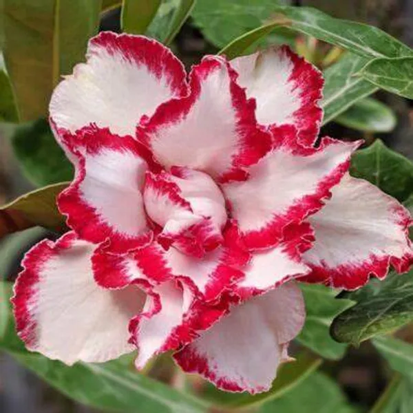 Adenium_Grafted_lowering_Plant