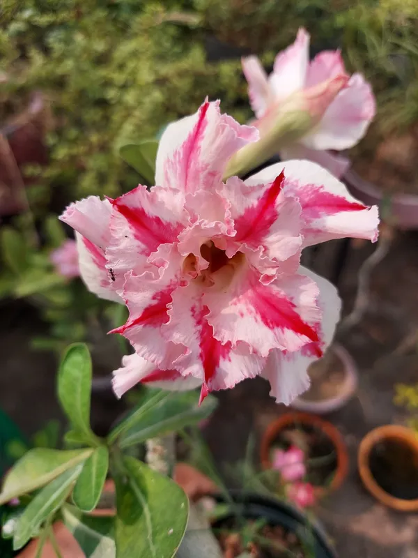 Adenium_Grafted_lower_Plant_Hybrid