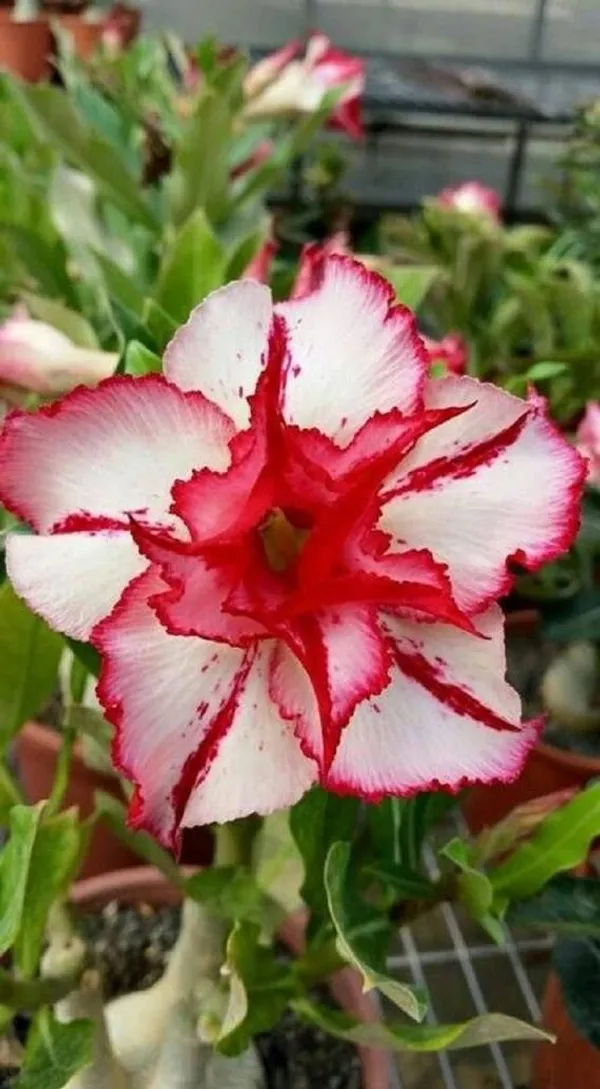 Adenium_Hybrid__1.5-3.5_Ft__Flower_Plant