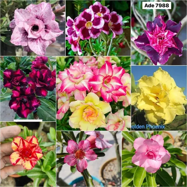 Adenium_Hybrid__Flower_Plant