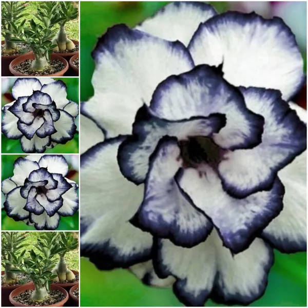 Adenium_Flower_Plant_For_Home_Gardening
