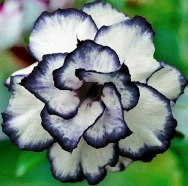 Adenium_Flower_Plant_For_Home_Gardening