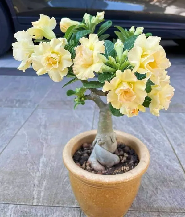 Rosey_Verity_Grafting_Adenium_Plant