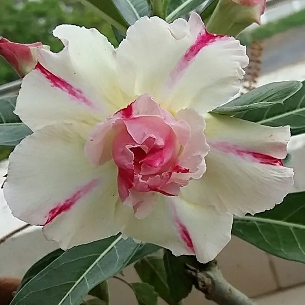Adenium_Desert_Rose_Variety_Flower_Plant_For_Home_Gardening