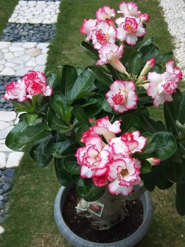 Adenium_Desert_Rose_Variety_Flower_Plant_(1.5-3.5_Ft_Hight)_For_Sweet_Home_Decoration_&_Gardening_Adenium_Hybrid_Flower_Plant_Suitable_For_Indoor|Outdoor