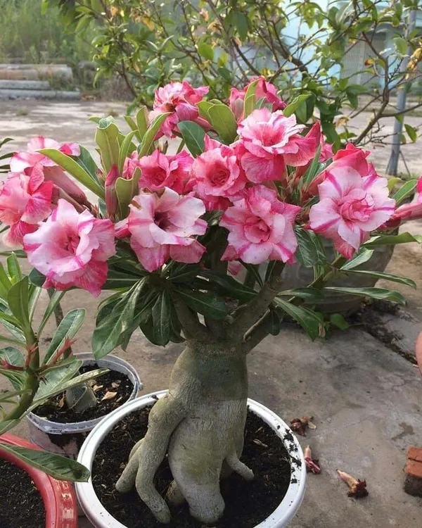 Adenium_Desert_Rose_Variety_Flower_Plant_&_Tree_For_Home_Gardening_Hybrid