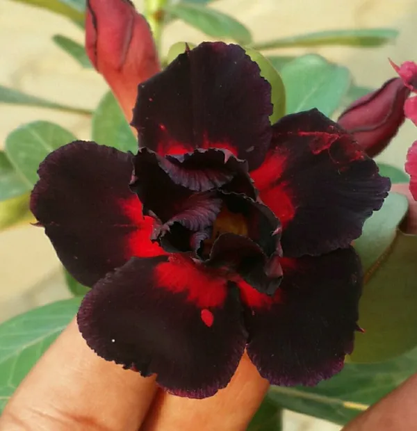 Adenium_Desert_Rose_Variety_Flowering_Plant_For_Indoor|Outdoor_Gardening_Hybrid