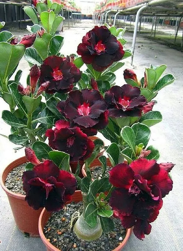 Adenium_Desert_Rose_Variety_Flowering_Plant_For_Indoor|Outdoor_Gardening_Hybrid