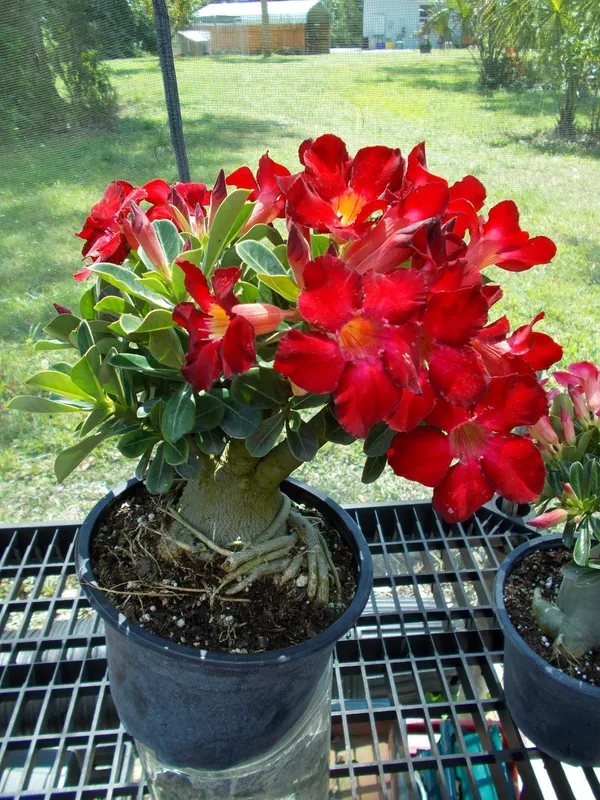 Adenium_Flowering_Plant_&_Tree_For_Sweet_Home_Gardening_Adenium_Hybrid_Flower_Plant_Suitable_For_Indoor|Outdoor