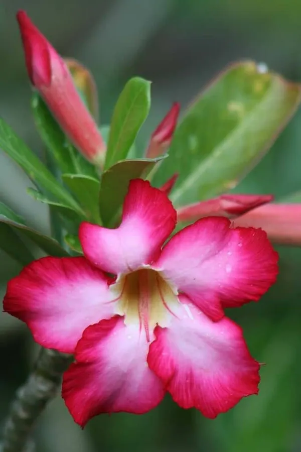 Adenium_Plant