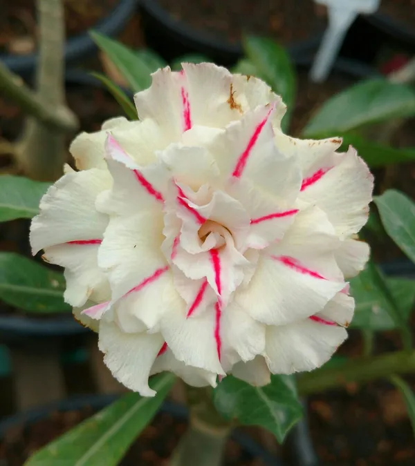 Adenium_Desert_Rose_Flowering_Plant