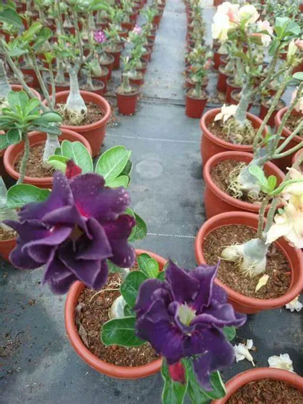 Adenium_Violet_Flowering_Plant_For_Home_Gardening_Hybrid