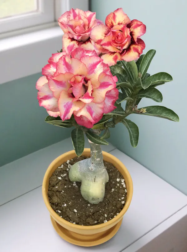 Adenium_(Desert_Rose)_Variety_Flowering_Plant_For_Your_Home_Decoration_&_Garden_Adenium_Indoor|Outdoor_Plant_Hybrid