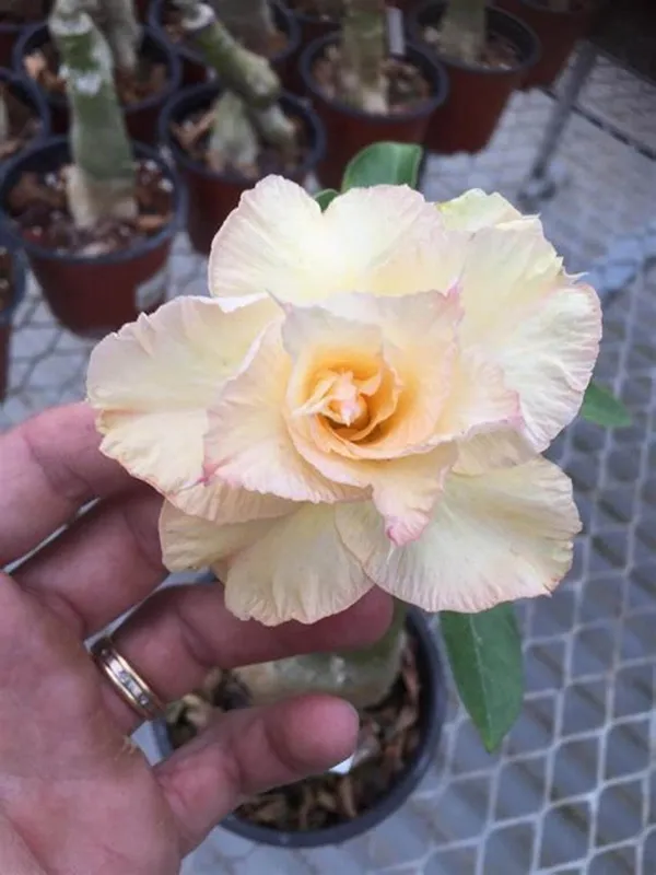 Adenium_(Yellow)_Flowering_Plant_For_Your_Home_Garden_Hybrid