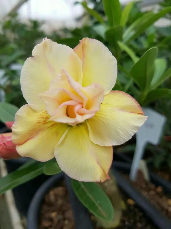 Adenium_(Yellow)_Flowering_Plant_For_Your_Home_Garden_Hybrid