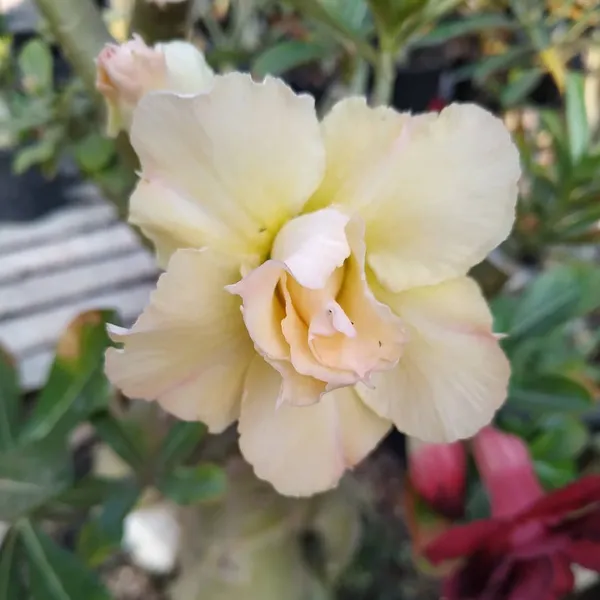Adenium_(Yellow)_Flowering_Plant_For_Your_Home_Garden_Hybrid
