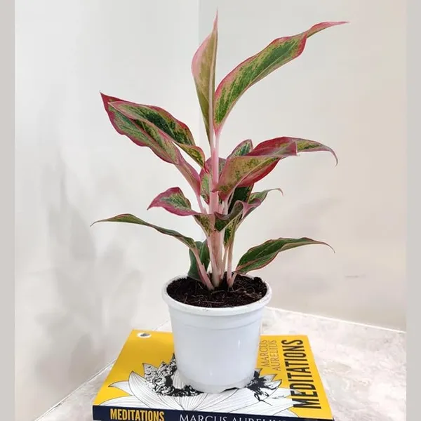 Aglaonema_(Air_Purifying)_Indoor_Plant_For_Home_Decoration_&_Gardening_Hybrid