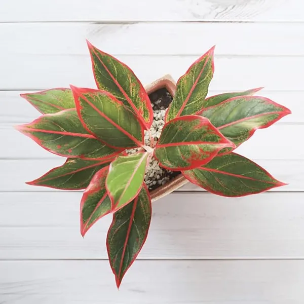 Aglaonema_(Air_Purifying)_Indoor_Plant_For_Home_Decoration_&_Gardening_Hybrid