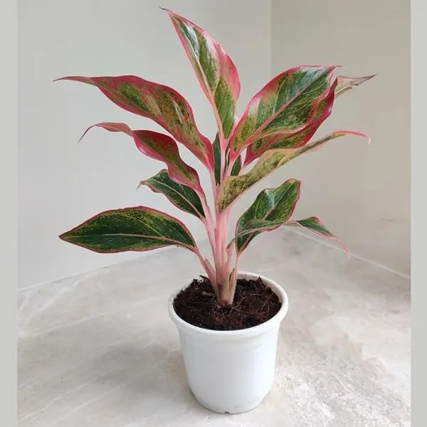 Aglaonema_(Air_Purifying)_Indoor_Plant_For_Home_Decoration_&_Gardening_Hybrid