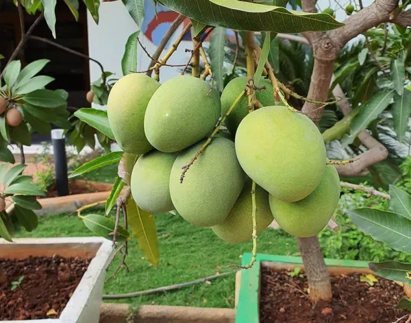 All_Season_Mango_Plant_&_Tree_(1.5-3.5_Ft_Hight)_For_Your_Home_Gardening_Hybrid