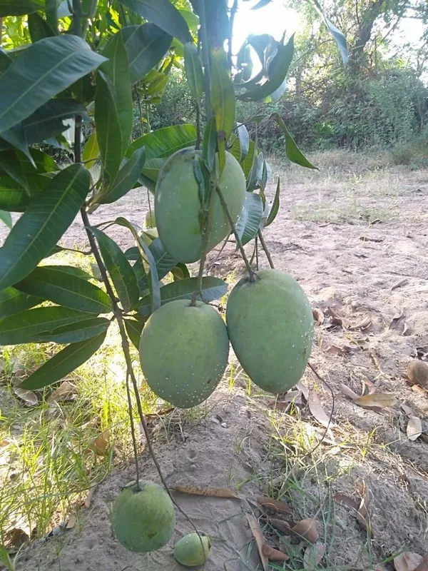 All_Season_Mango_Plant_&_Tree_(1.5-3.5_Ft_Hight)_For_Your_Home_Gardening_Hybrid