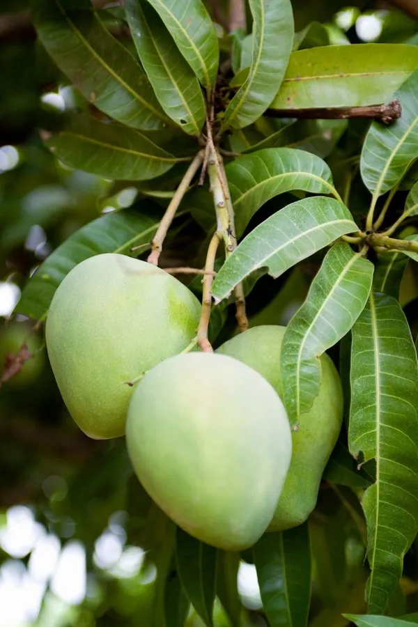 All_Season_Mango_Plant_&_Tree_(1.5-3.5_Ft_Hight)_For_Your_Home_Gardening_Hybrid