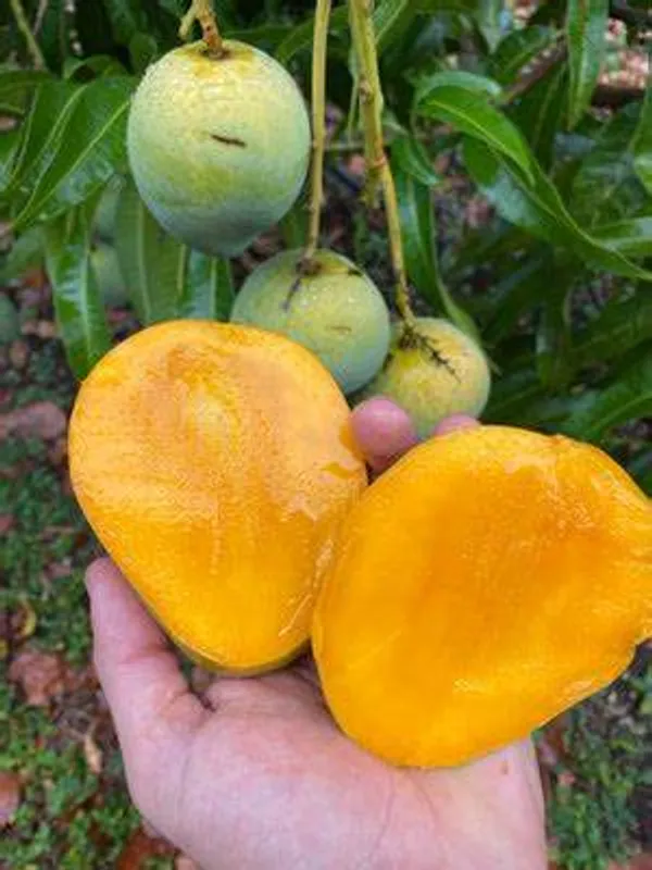 All_Time|12_Month_Hybrid_Mango_Fruit_Plant_&_Tree_(1.5-3.5_Ft_Hight)_For_Sweet_Home_Gardening_(Grafted)