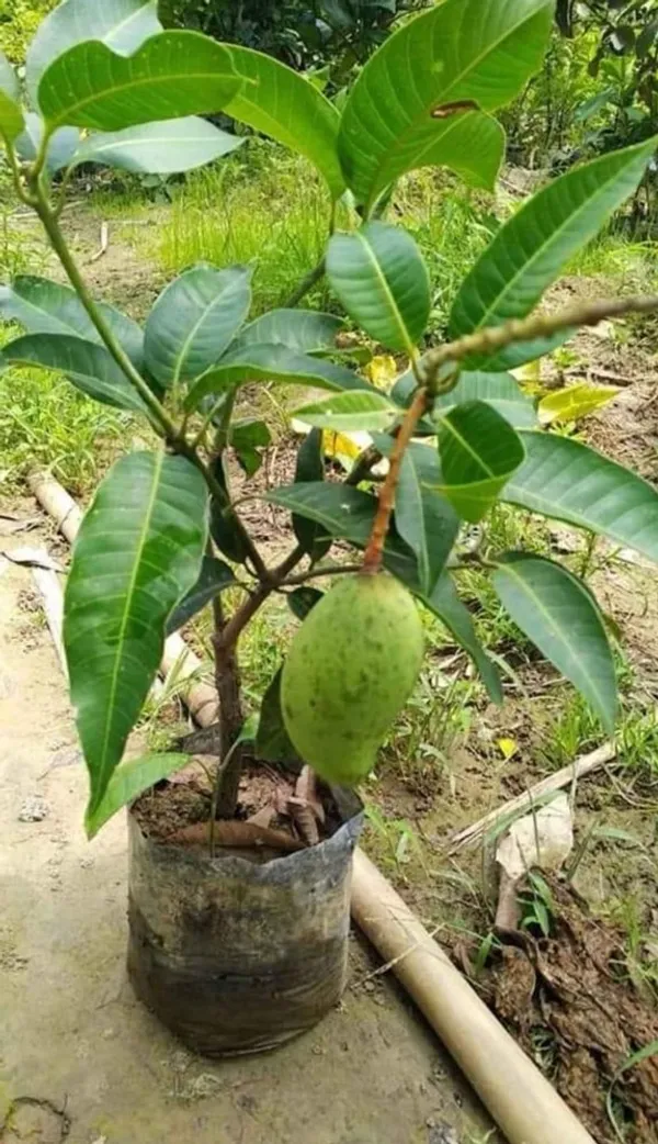 All_Time|12_Month_Hybrid_Mango_Fruit_Plant_&_Tree_(1.5-3.5_Ft_Hight)_For_Sweet_Home_Gardening_(Grafted)