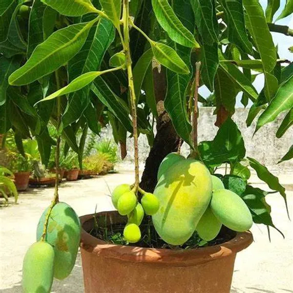 All_Time|12_Month_Hybrid_Mango_Fruit_Plant_&_Tree_(1.5-3.5_Ft_Hight)_For_Sweet_Home_Gardening_(Grafted)