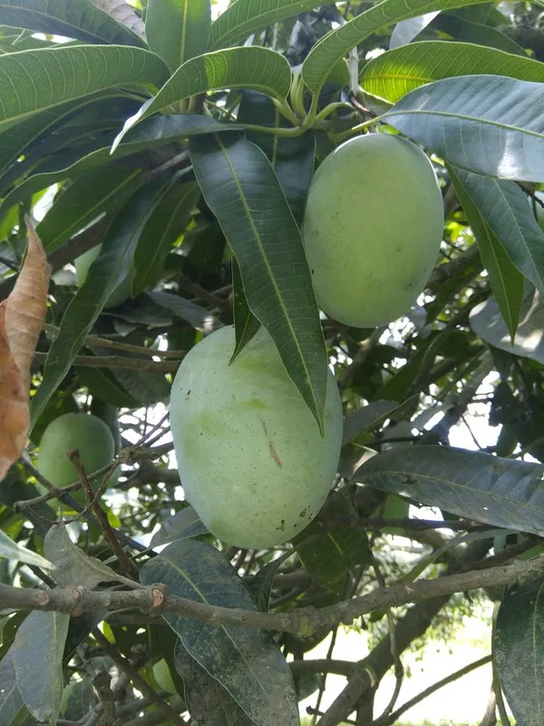 All_Time|12_Month_Hybrid_Mango_Fruit_Plant_&_Tree_(1.5-3.5_Ft_Hight)_For_Sweet_Home_Gardening_(Grafted)