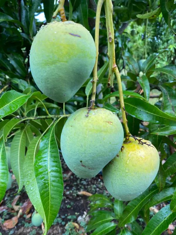 All_Time|12_Month_Hybrid_Mango_Fruit_Plant_&_Tree_(1.5-3.5_Ft_Hight)_For_Sweet_Home_Gardening_(Grafted)