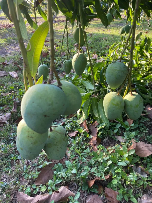 All_Time|12_Month_Hybrid_Mango_Fruit_Plant_&_Tree_(1.5-3.5_Ft_Hight)_For_Sweet_Home_Gardening_(Grafted)