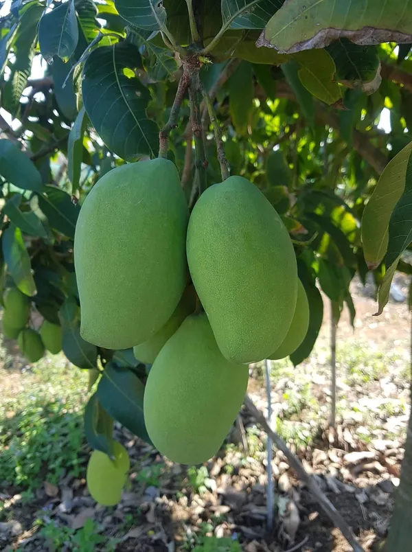 All_Time_Hybrid_Mango_Fruit_Plant_&_Tree_(1.5-3.5_Ft_Hight)_For_Home_Gardening_12_Month|Baramasi_Mango_Plant