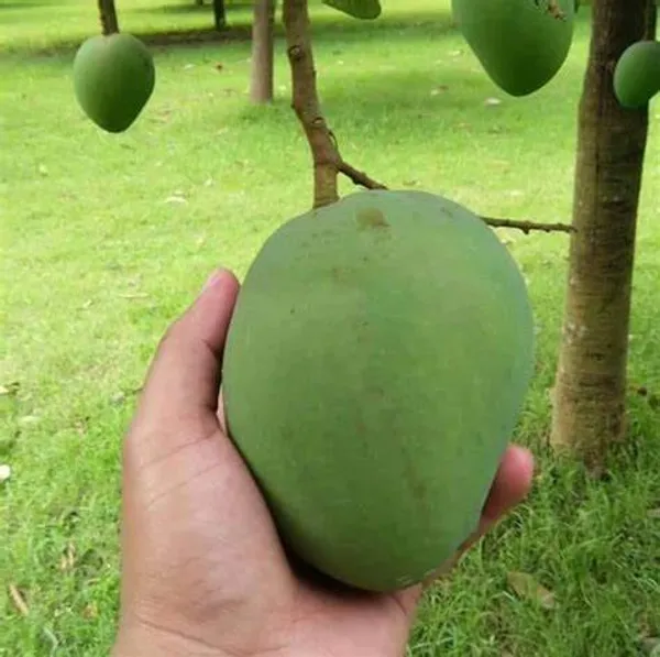 All_Time_Hybrid_Mango_Fruit_Plant_&_Tree_(1.5-3.5_Ft_Hight)_For_Home_Gardening_12_Month|Baramasi_Mango_Plant