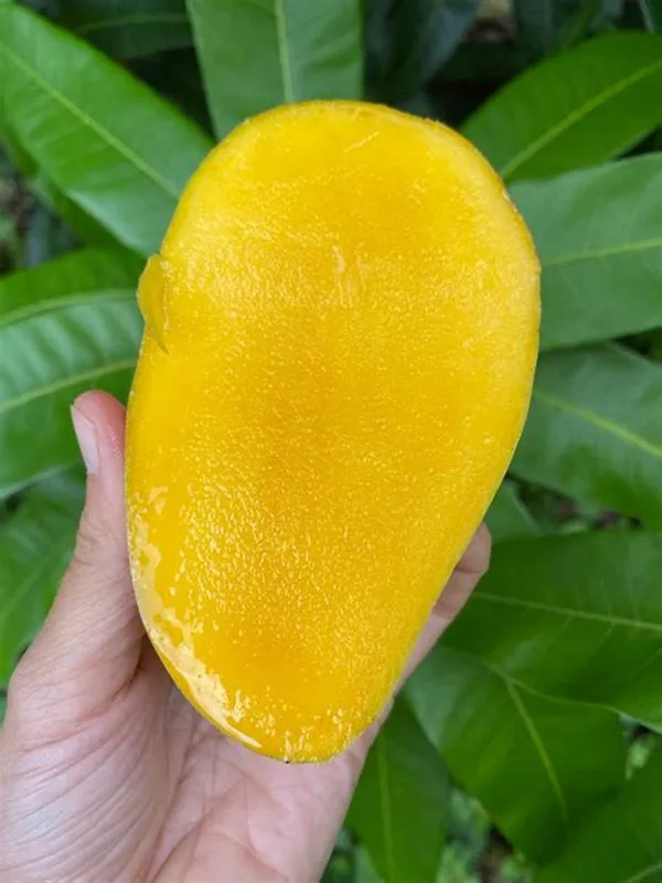 All_Time_Hybrid_Mango_Fruit_Plant_&_Tree_(1.5-3.5_Ft_Hight)_For_Home_Gardening_12_Month|Baramasi_Mango_Plant
