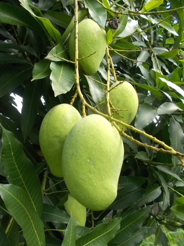 All_Time_Hybrid_Mango_Fruit_Plant_&_Tree_(1.5-3.5_Ft_Hight)_For_Home_Gardening_12_Month|Baramasi_Mango_Plant