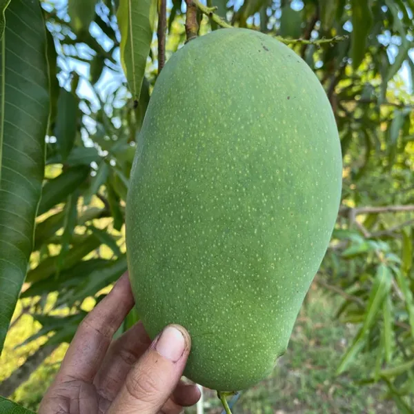 All_Time_Hybrid_Mango_Fruit_Plant_&_Tree_(1.5-3.5_Ft_Hight)_For_Home_Gardening_12_Month|Baramasi_Mango_Plant