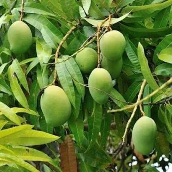 All_Time_Grafted_ango_Fruit_Plant_1.5-3.5_Ft