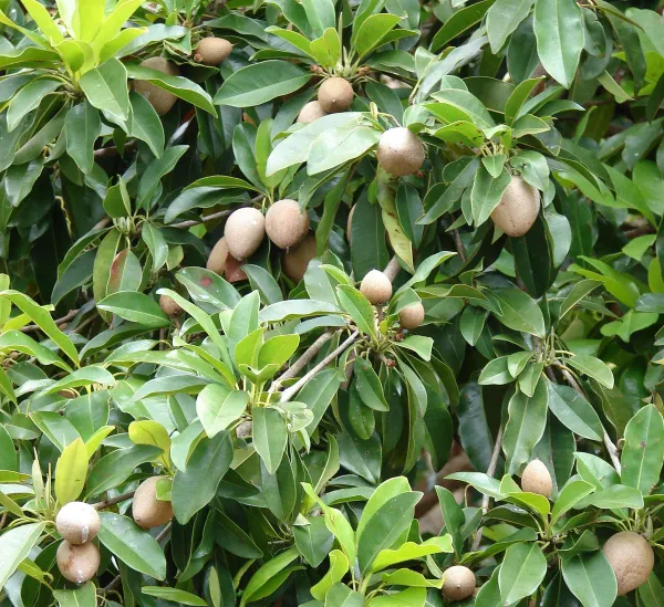 All_Time_Sapota|Chiku_Hybrid_Fruit_Plant_&_Tree_(1.5-3.5_Ft_Hight)_For_Home_Gardening_Sapota_Healthy_Fruit_Plant