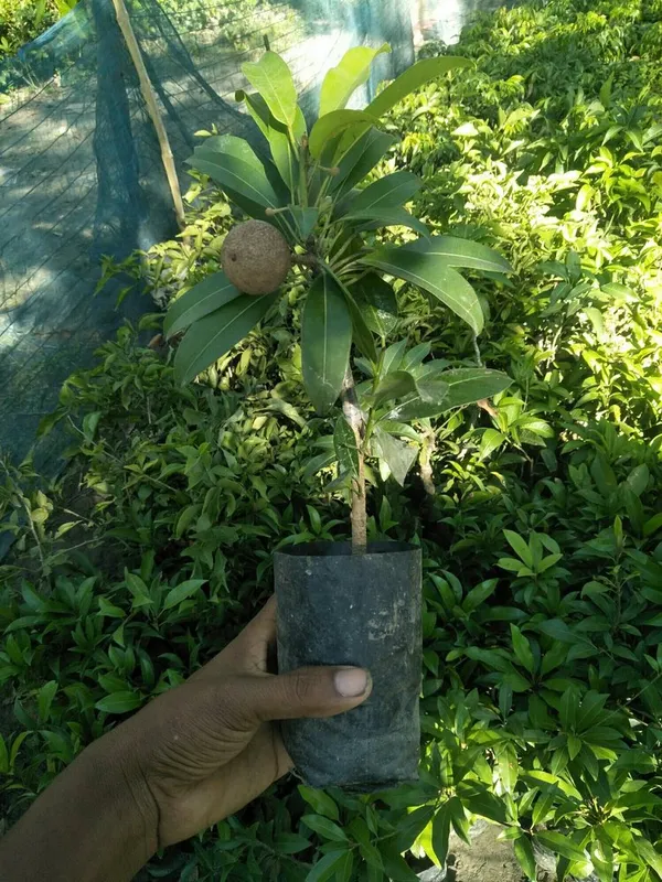 All_Time_Sapota|Chiku_Hybrid_Fruit_Plant_&_Tree_(1.5-3.5_Ft_Hight)_For_Home_Gardening_Sapota_Healthy_Fruit_Plant