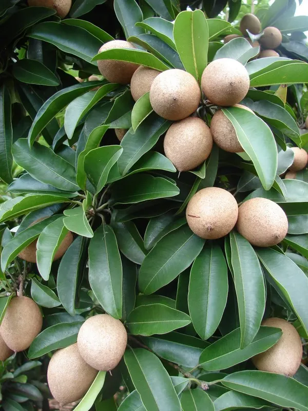 All_Time_Sapota_(Dwarf_Variety)_Hybrid_Fruit_Plant_&_Tree__For_Home_Gardening_(1.5-3.5_Ft_Hight)_Chiku_Healthy_Fruit_2_Year_Old_Plant