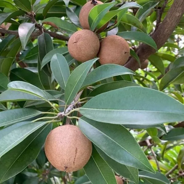 All_Time_Sapota_(Dwarf_Variety)_Hybrid_Fruit_Plant_&_Tree__For_Home_Gardening_(1.5-3.5_Ft_Hight)_Chiku_Healthy_Fruit_2_Year_Old_Plant