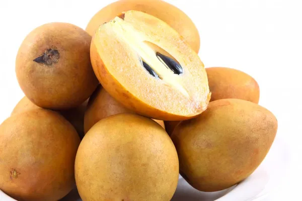 All_Time_Sapota_(Dwarf_Variety)_Hybrid_Fruit_Plant_&_Tree__For_Home_Gardening_(1.5-3.5_Ft_Hight)_Chiku_Healthy_Fruit_2_Year_Old_Plant