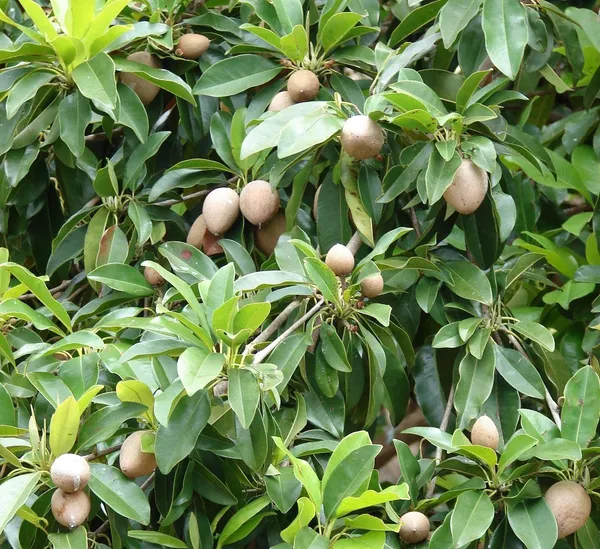 All_Time_Sapota_(Dwarf_Variety)_Hybrid_Fruit_Plant_&_Tree__For_Home_Gardening_(1.5-3.5_Ft_Hight)_Chiku_Healthy_Fruit_2_Year_Old_Plant