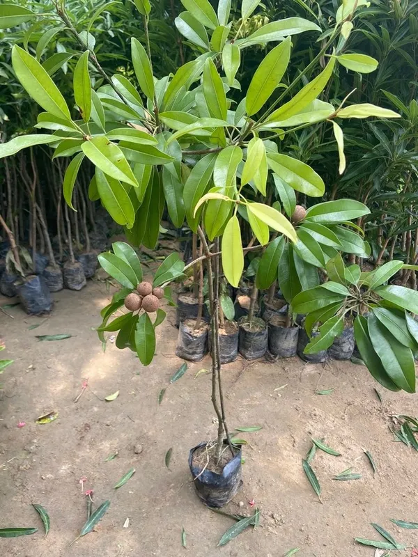 All_Time_Sapota_(Dwarf_Variety)_Hybrid_Fruit_Plant_&_Tree__For_Home_Gardening_(1.5-3.5_Ft_Hight)_Chiku_Healthy_Fruit_2_Year_Old_Plant
