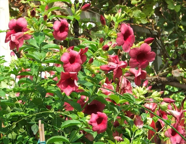 Allamanda_Live_Flowering_Plant_&_Tree_(1.5-3.5_Ft_Hight)_For_Home_Gardening_Hybrid